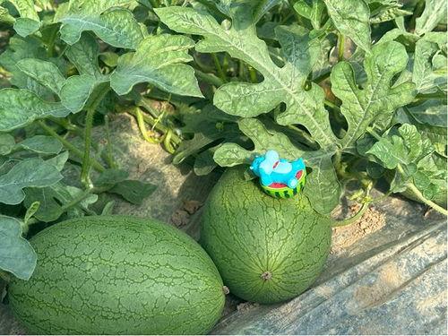 新场镇三林崩瓜怎么吃,多味食法，解锁夏日清新美味