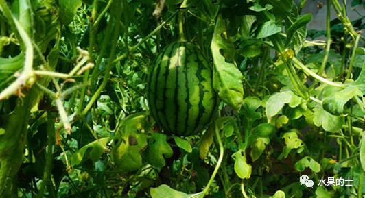 没时间吃瓜是什么意思,没时间吃瓜的当代现象解读