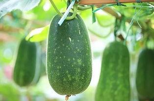 伏天吃那三瓜,清凉解暑，健康养生！