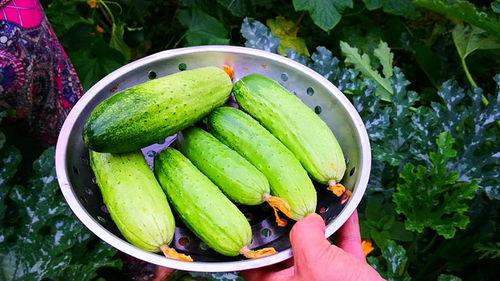 伏天吃那三瓜,清凉解暑，健康养生！