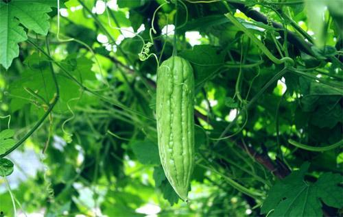 伏天吃那三瓜,清凉解暑，健康养生！