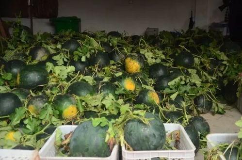 安职院吃瓜,揭秘校园热点背后的真相