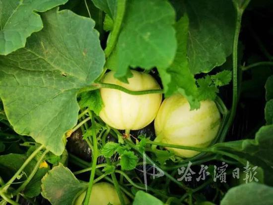 南阳麦茬瓜怎么吃,南阳麦茬瓜的多彩食法探索