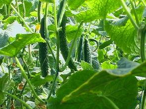 南阳麦茬瓜怎么吃,南阳麦茬瓜的多彩食法探索