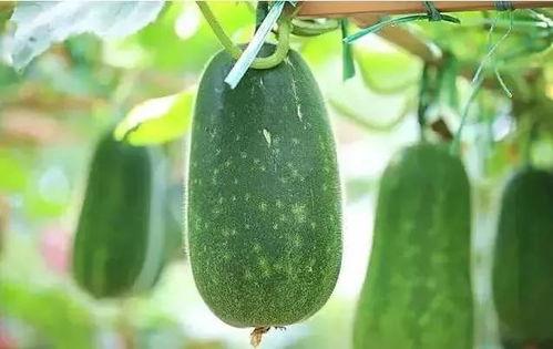 吃瓜吃瓜后面咋说,揭秘娱乐圈幕后真相