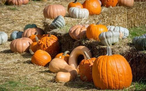 爱美食的吃瓜群众,揭秘爱美食吃瓜群众的美食之旅