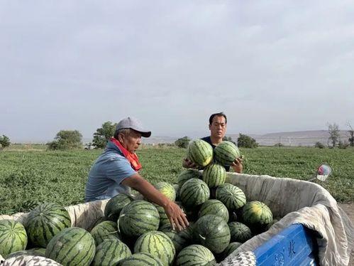 鸡泽最新吃瓜,揭秘最新吃瓜事件背后的真相