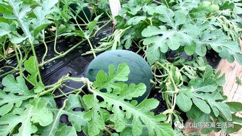 村委主任吃瓜,揭秘基层干部的幽默生活