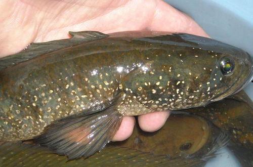 七星鱼吃瓜,一场与瓜果的奇幻之旅