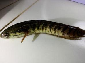 七星鱼吃瓜,一场与瓜果的奇幻之旅