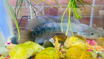 七星鱼吃瓜,一场与瓜果的奇幻之旅