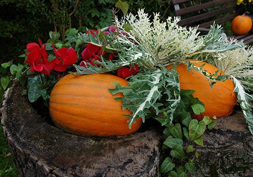 吃瓜发霉的,揭秘食品安全背后的惊人真相