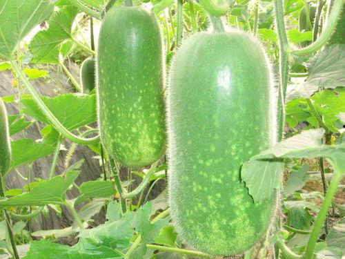 syt吃瓜,揭秘娱乐圈背后的那些事儿