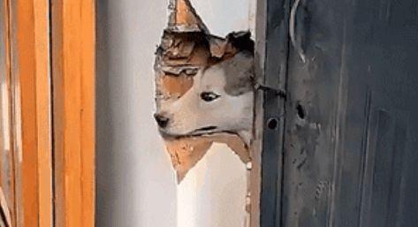 吃瓜狗头君,揭秘娱乐圈的“瓜田”趣事