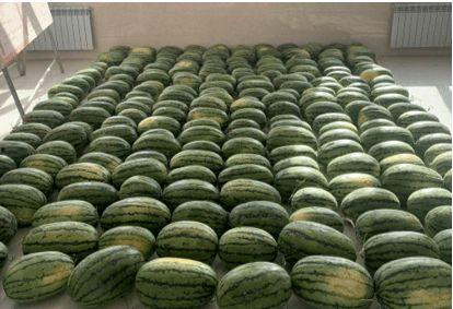 绍兴最近吃瓜新闻,一场吃瓜盛宴背后的真相揭秘