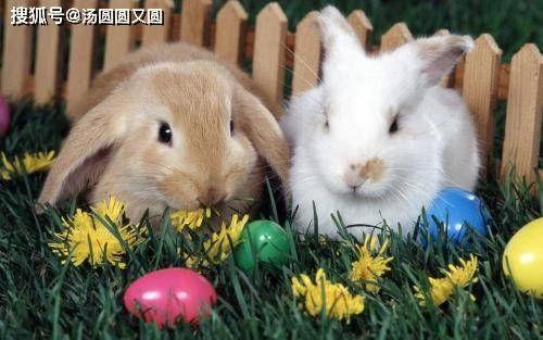 兔子吃角瓜好吗,兔子食用角瓜的适宜性与营养分析