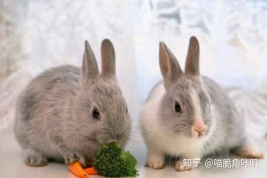 兔子吃角瓜好吗,兔子食用角瓜的适宜性与营养分析
