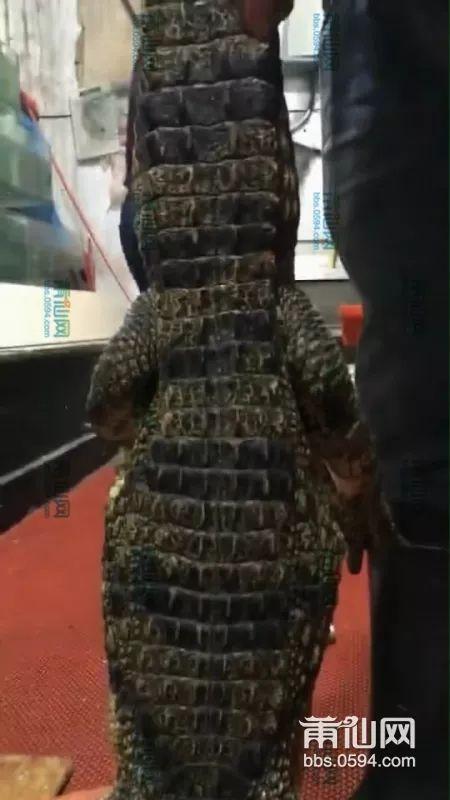 莆田尾牙吃瓜,一场吃瓜群众的狂欢盛宴