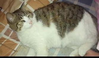 吃瓜猫爆仓,揭秘虚拟货币市场的风险与教训