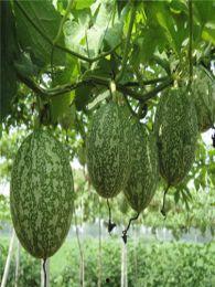 吃方瓜忌什么,吃方瓜时需注意的饮食禁忌