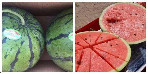 吃瓜吃土吃不够怎么办