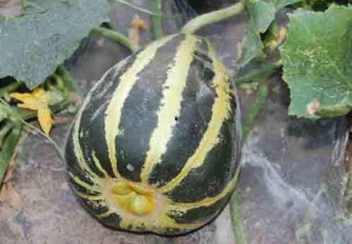 付子瓜可以吃不,探寻美食与健康的完美融合