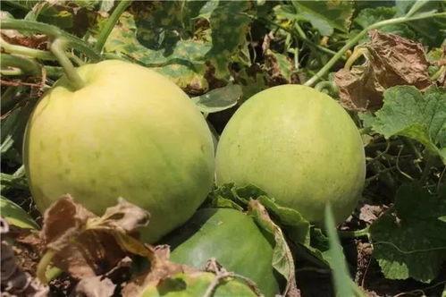 梦见吃甜瓜吃瓜,揭秘吃甜瓜的梦境寓意