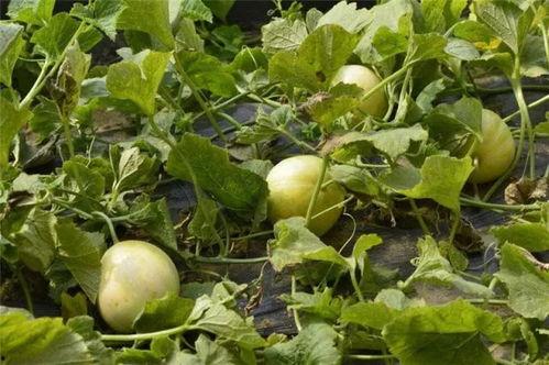 梦见吃甜瓜吃瓜,揭秘吃甜瓜的梦境寓意