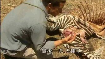 荒野屠夫吃瓜,揭秘野外生存的趣味瞬间