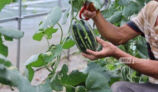 秋天能否吃瓜,秋天也能尽享美味瓜果