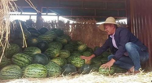 昆明投稿吃瓜,一场别开生面的“吃瓜”盛宴