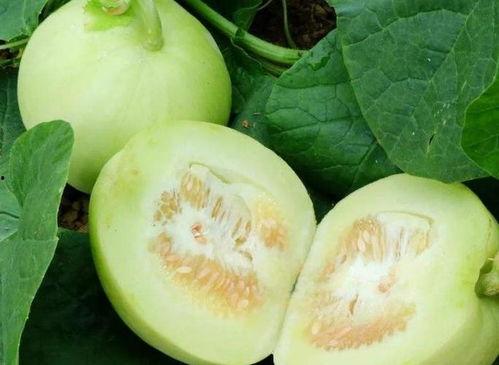 米瓜可以直接吃吗怎么吃,米瓜的食用方法与直接食用指南