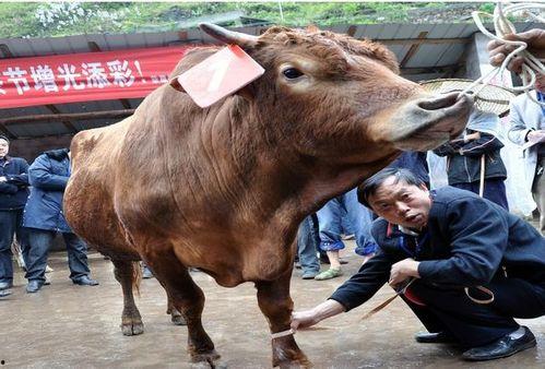 牛霸王夫妇吃瓜,一场甜蜜的吃瓜盛宴