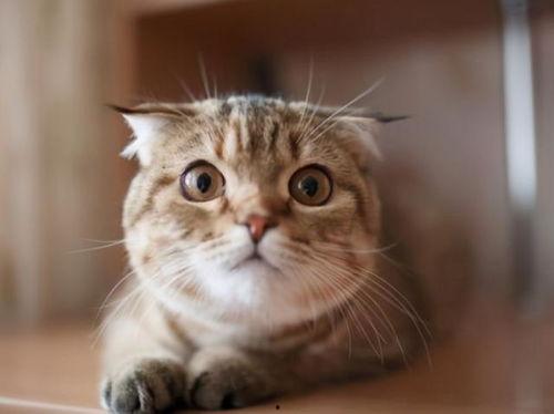 猫咪可以吃小瓜么,小瓜在猫咪菜单中的地位