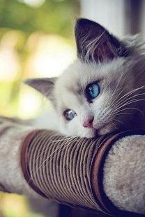 猫咪可以吃小瓜么,小瓜在猫咪菜单中的地位