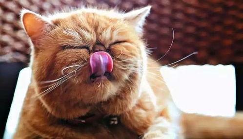 猫咪可以吃小瓜么,小瓜在猫咪菜单中的地位