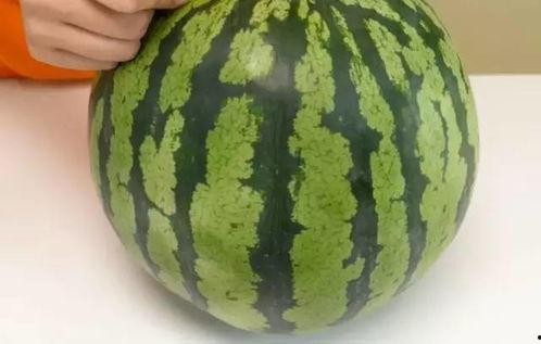 薄皮瓜怎么吃,轻松解锁美味新体验