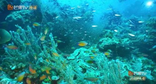 镜子吃瓜,揭秘虚拟世界中的吃瓜乐趣