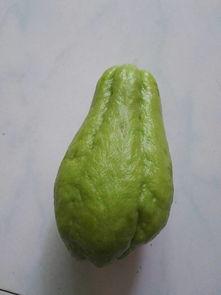 紫色瓜如何烹饪吃,紫色瓜的多样烹饪与美味享受