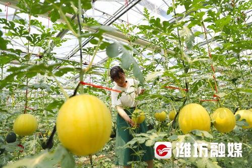 快乐吃瓜者,快乐吃瓜者的欢乐盛宴