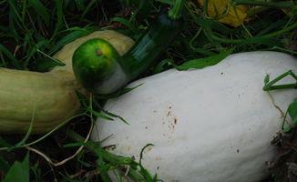 梦见吃别人送的瓜