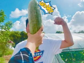 梦见吃别人送的瓜