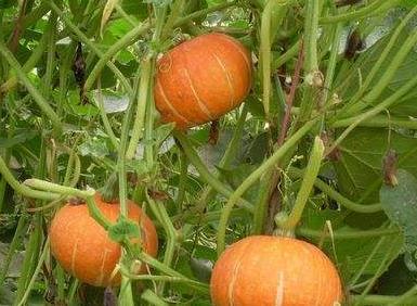 老年妇女吃瓜图片,夕阳无限好——老年妇女共享夏日清凉时光