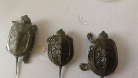 草龟和巴西龟吃哈密瓜吗,它们会吃吗？