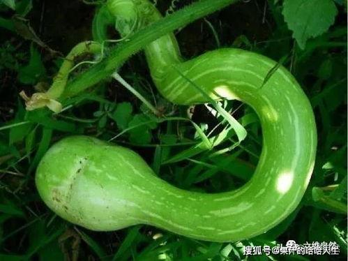 蛇瓜可连皮吃吗