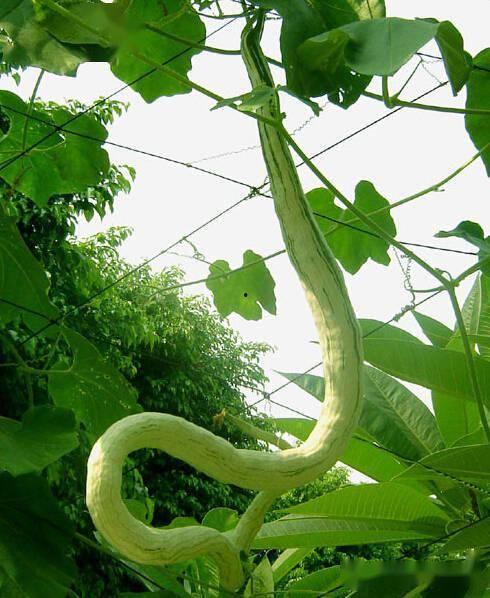 蛇瓜可连皮吃吗