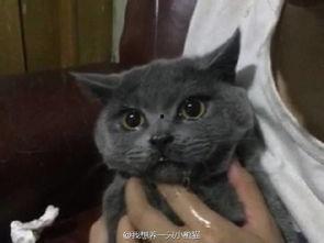 吃瓜猫东北,揭秘东北美食与民俗风情