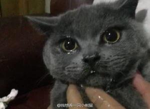 吃瓜猫东北,揭秘东北美食与民俗风情