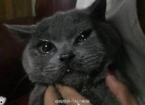 吃瓜猫东北,揭秘东北美食与民俗风情