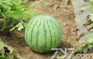 不熟的瓜可以吃不